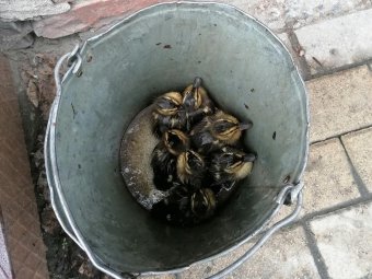 Фото Службы спасения им. Поливанного. Фото Службы спасения им. Поливанного.