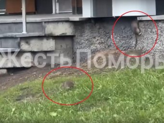 Видео из группы «Жесть Поморья».