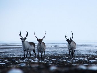 Фото: goodnewsanimal.ru