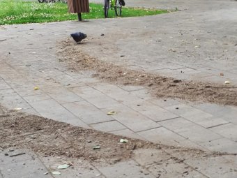 Фото группы «Соломбала».